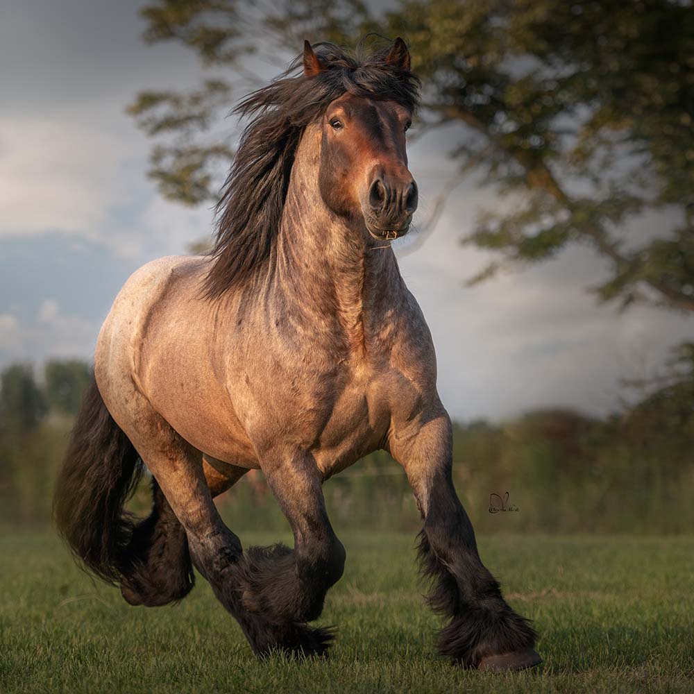 Ardennes Horses @Christa Merk Photography & Art